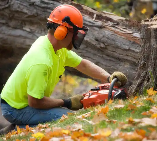 tree services Glenwillow